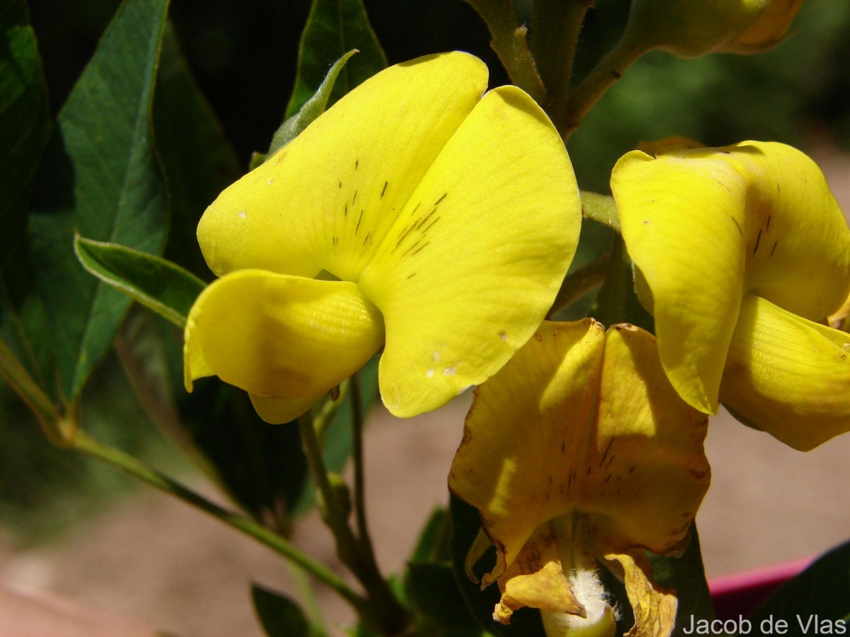 Crotalaria micans Link